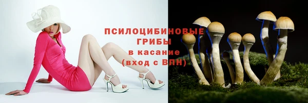 стаф Алзамай